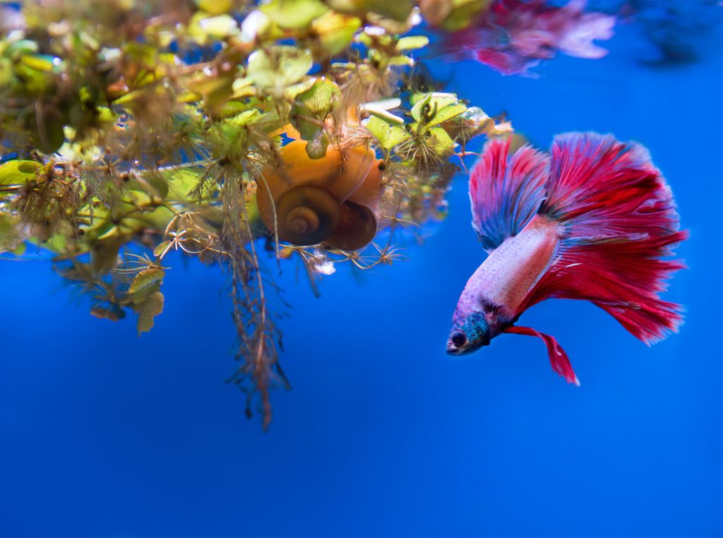 Peixes de água doce - Betta Splendens