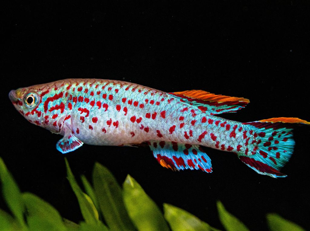 Peixes de água doce - Peixe Killifish