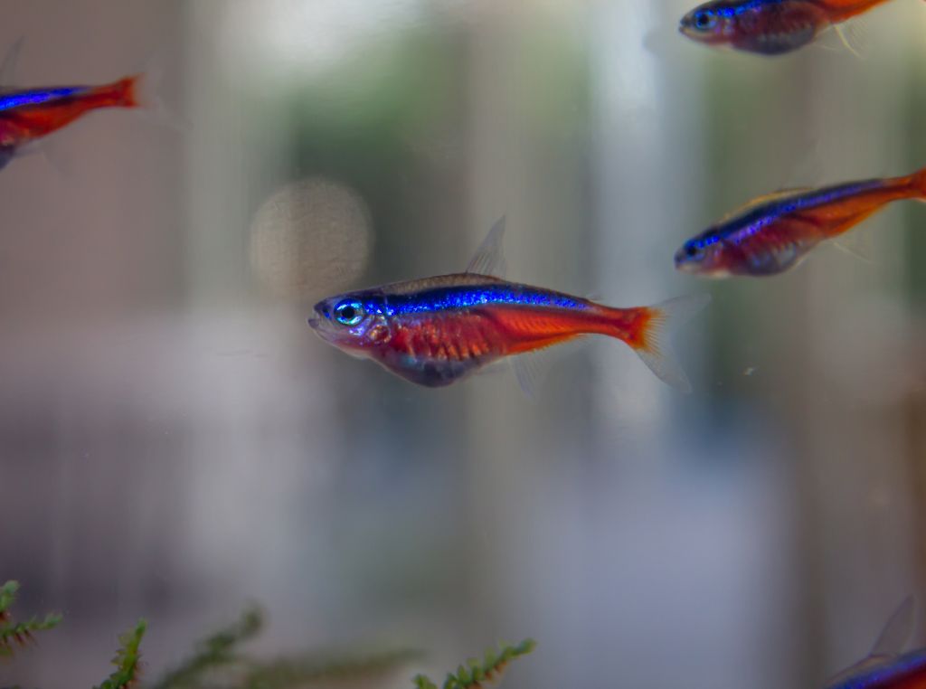 Peixes de água doce - Peixe Tetra Neon