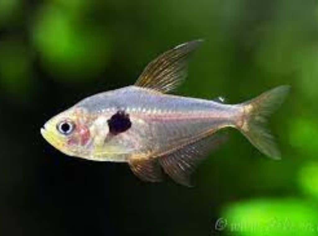 Peixe tetra fantasma