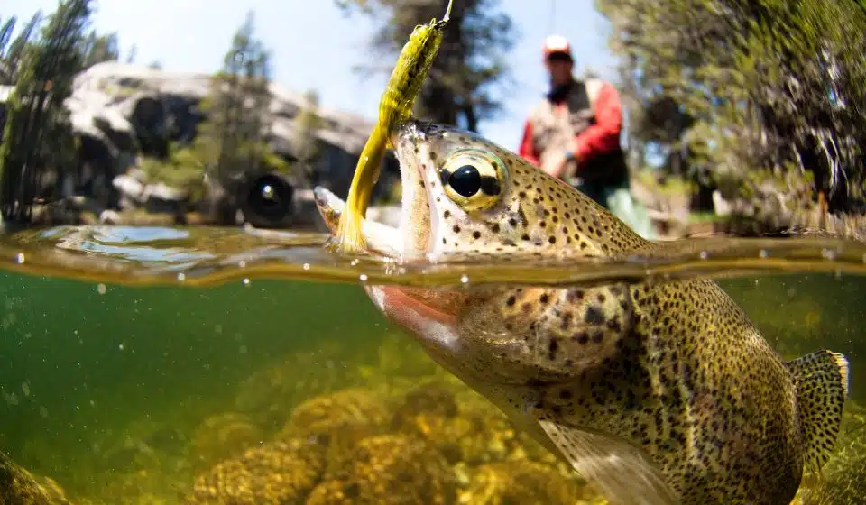 banner-quem-somos-mestre-da-pesca Quem somos - Mestre da Pesca
